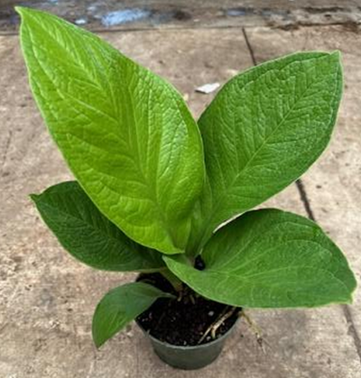 6" Anthurium Jungle  